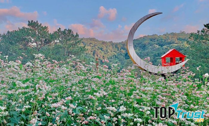 Cánh Đồng Hoa Tam Giác Mạch