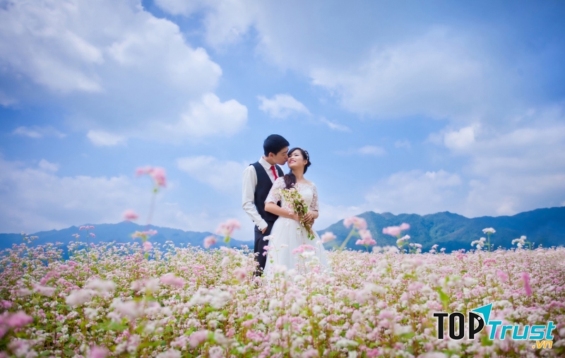 Cánh đồng hoa tam giác mạch