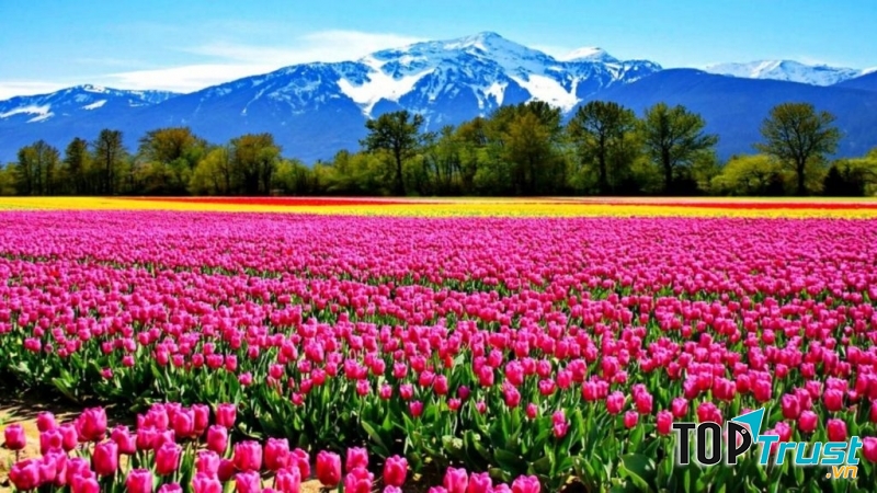 Cánh đồng hoa Tulip Hà Lan