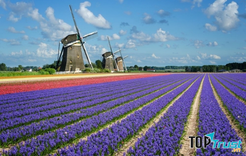 Cánh đồng hoa Tulip Hà Lan