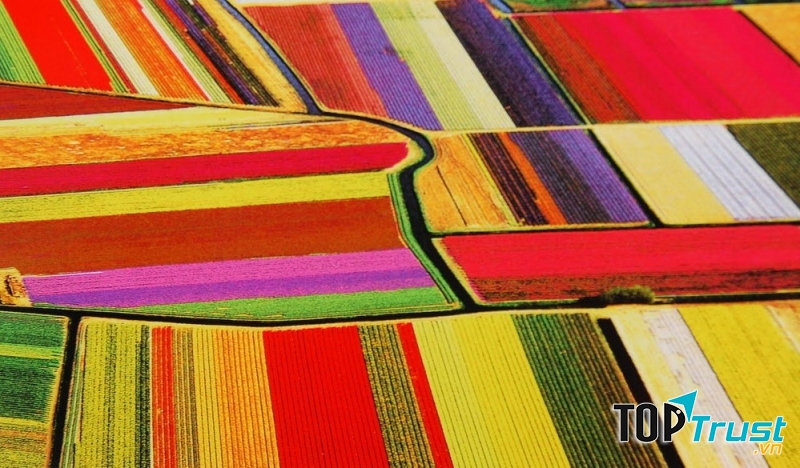 Cánh đồng hoa tulip Hà Lan