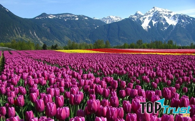 Cánh đồng hoa tulip Hà Lan