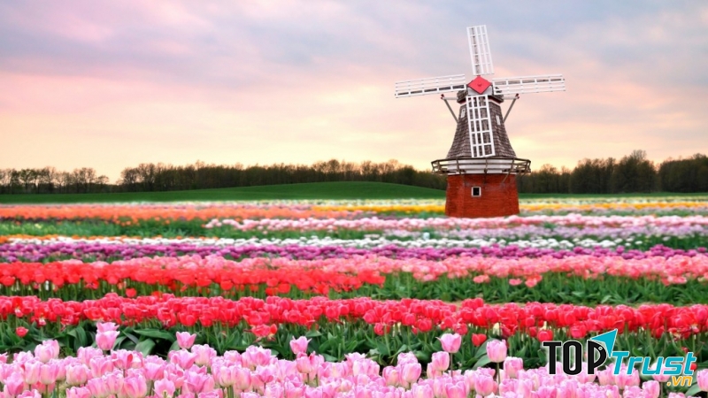 Cánh đồng hoa tulip – Keukenhof,  Hà Lan