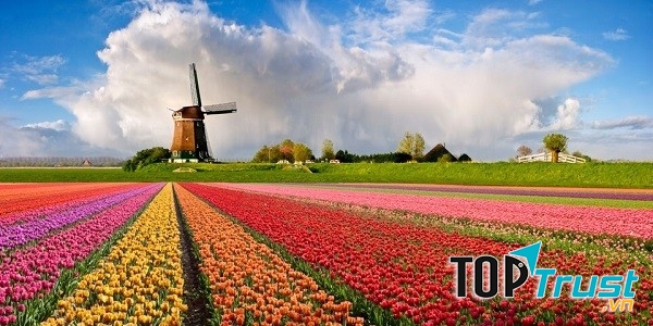 Cánh đồng hoa tulip – Keukenhof,  Hà Lan