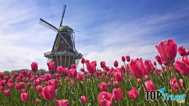 Cánh đồng hoa tulip Keukenhof