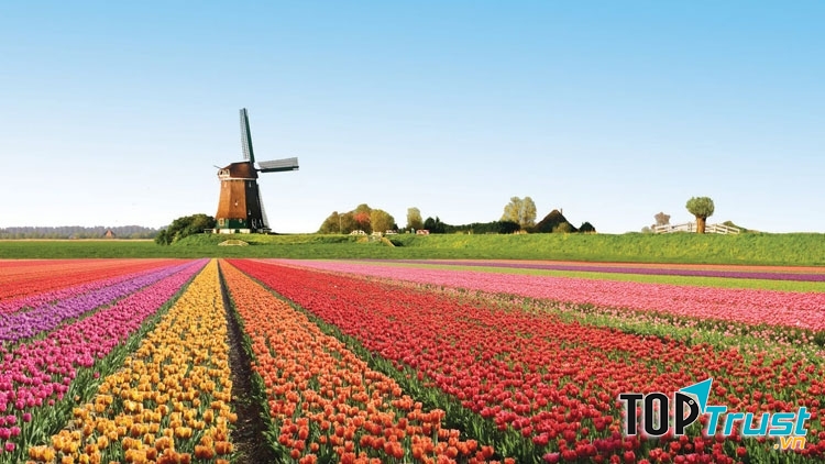Cánh đồng hoa Keukenhof khổng lồ