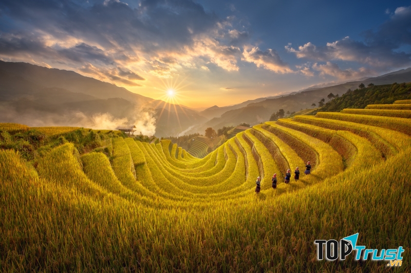 Cánh đồng lúa chín Mù Cang Chải