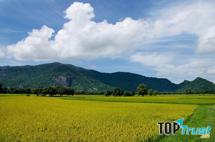 Đồng lúa mộc mạc, bình dị ở vùng thôn quê Tà Pạ