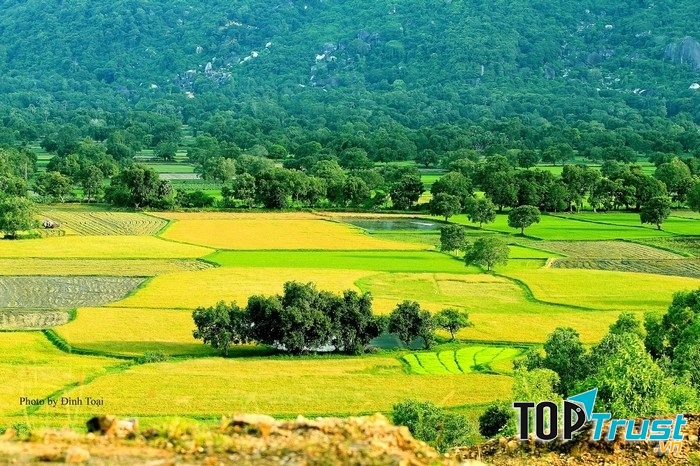 Đồng lúa Tà Pạ chuyển sang sắc vàng