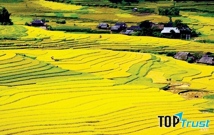 Cánh Đồng Mường Thanh