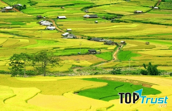 Những cánh đồng lúa chuyển màu vàng óng ánh trải dài đến tận chân trời