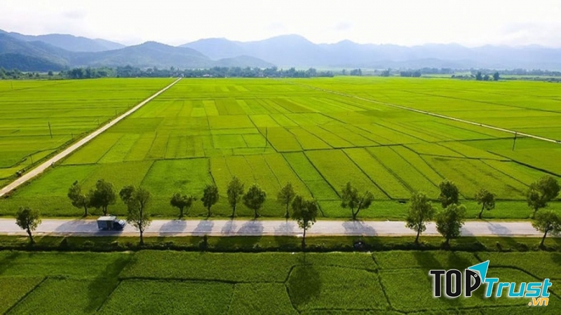 Cánh đồng Mường Thanh.