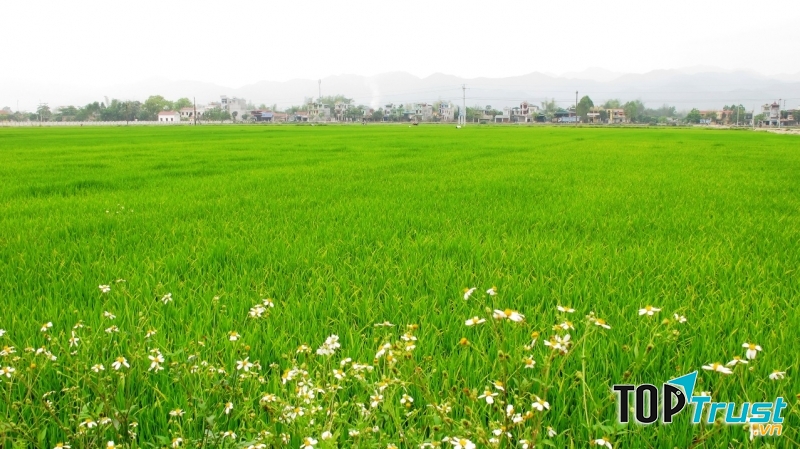 Cánh đồng Mường Thanh