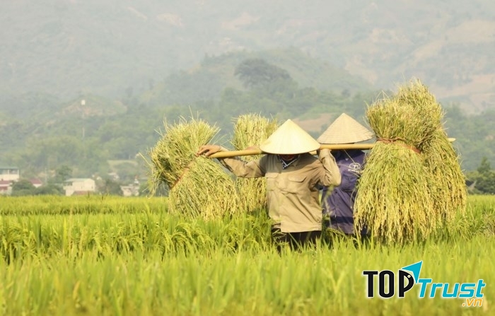 Những người dân Điện Biên đang tất bật cho vụ mùa mới trên cánh đồng Mường Thanh.