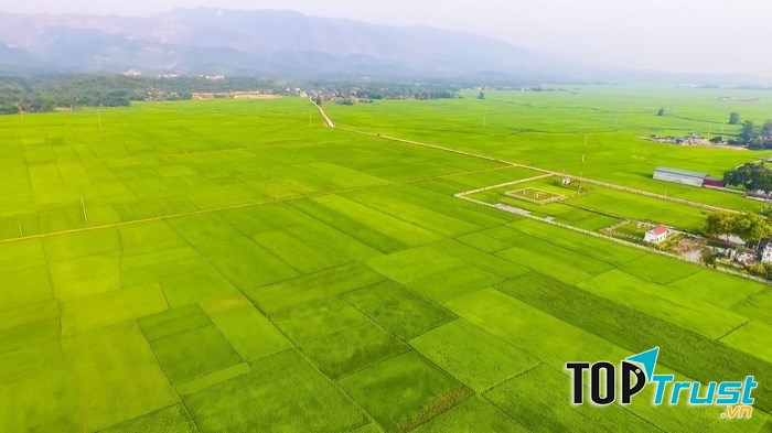 Cánh đồng Mường Thanh xanh ngát trải dài