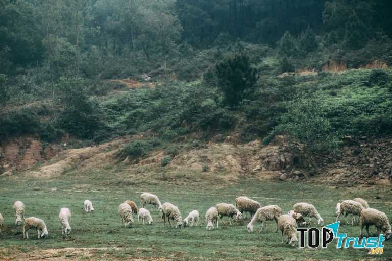 Cánh đồng nuôi cừu