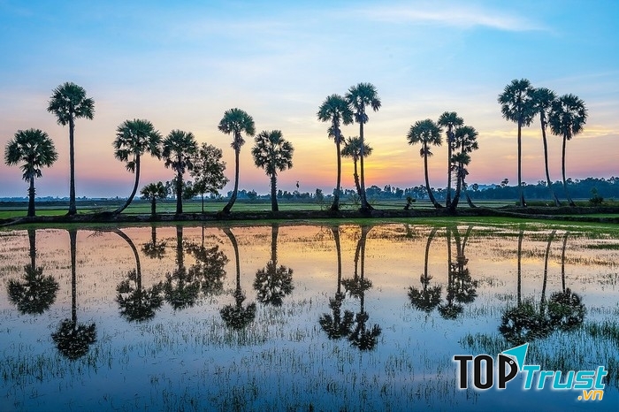 Cánh đồng thốt nốt Tà Pạ