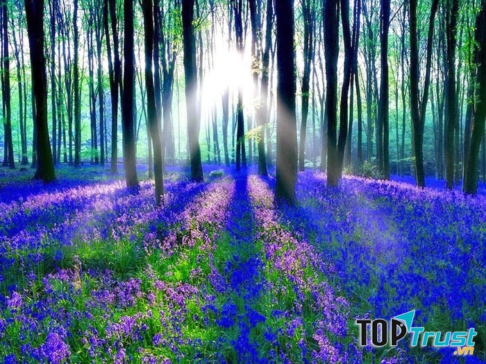 Cánh rừng hoa chuông xanh