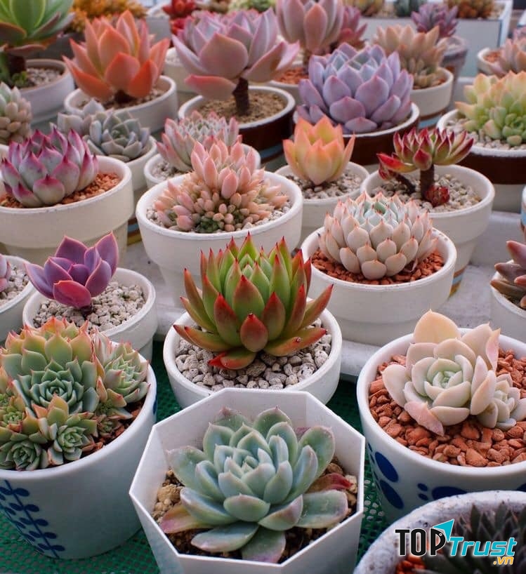 Cào Cào Garden