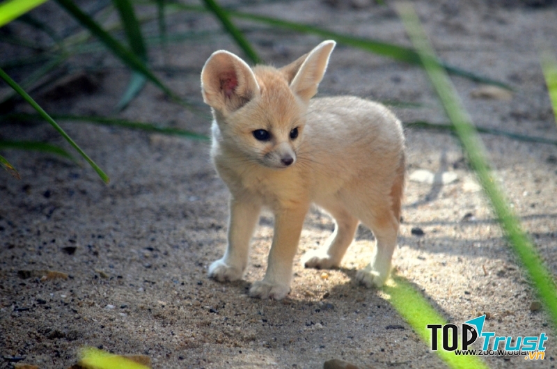 Cáo Fennec nhỏ bé, thân thiện