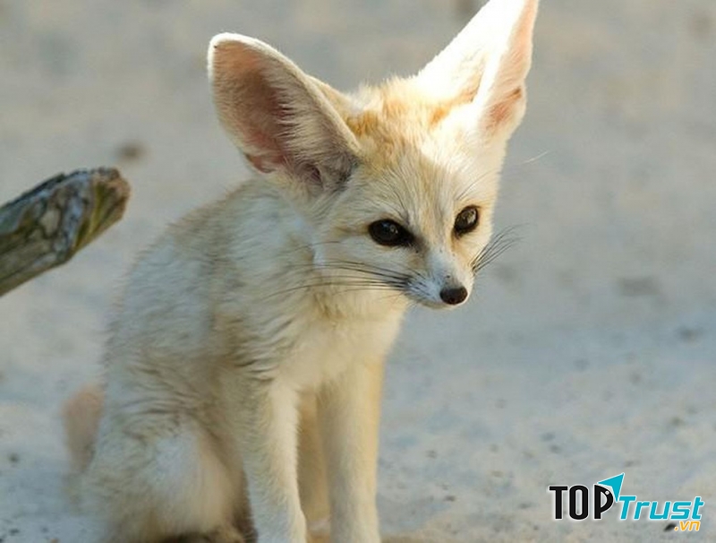 Cáo Fennec là loài cáo nhỏ nhất thế giới