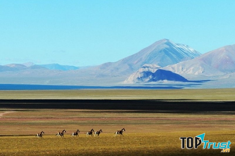 Cao nguyên Changtang