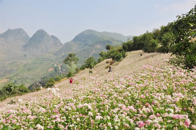 Nét hữu tình ở đây được bao phủ bởi sắc hoa nở rộ của những đóa hoa tam giác mạch đẹp đến mê hồn
