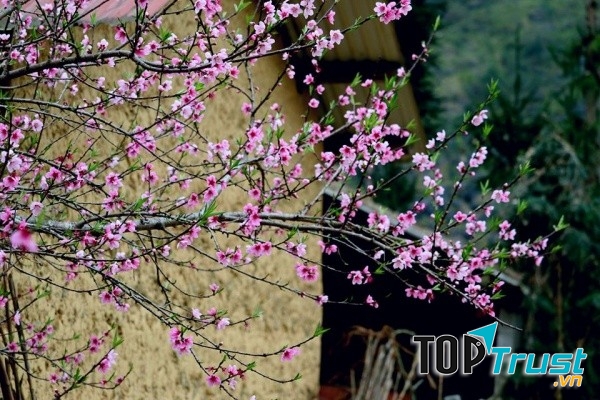 Cao nguyên hoa đào hoa mận ở Hà Giang