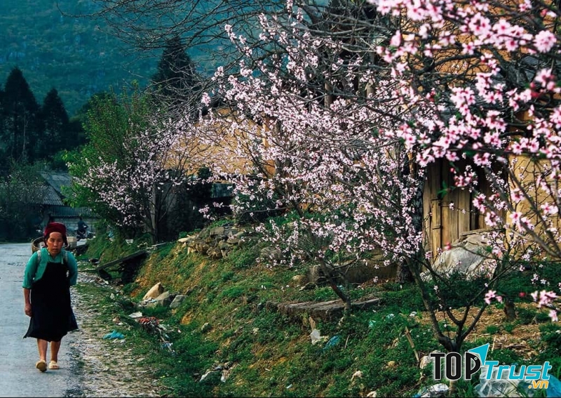 Cao nguyên hoa đào hoa mận ở Hà Giang