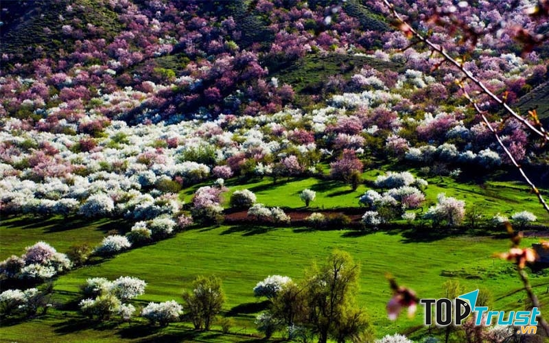 Cao nguyên Yili tại Tân Cương (Trung Quốc)