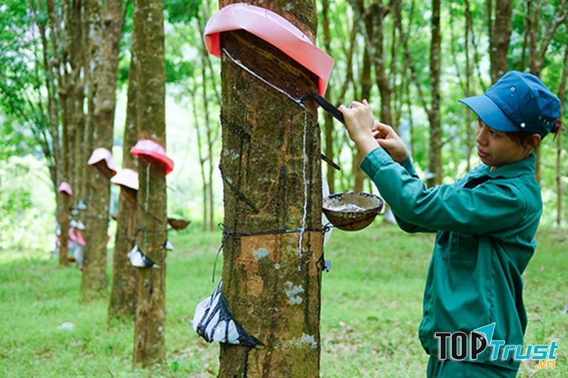 Cao su là mặt hàng xuất khẩu chủ lực của Việt Nam