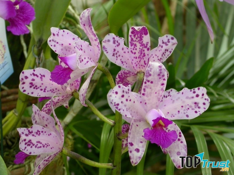 Cát Lan vừa đẹp vừa có mùi hương ngọt ngào.