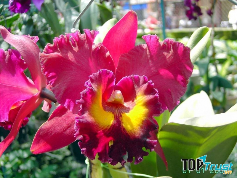 Cát Lan sống từ 20 - 30 năm nếu chăm sóc tốt.