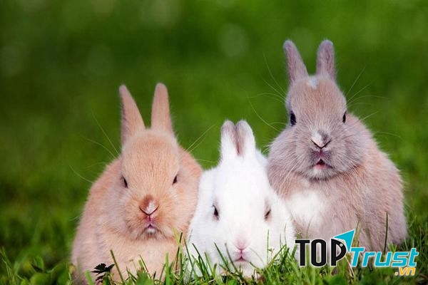 CHUYỆN VỀ TÌNH ANH EM