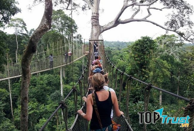 Cầu đi bộ Canopy