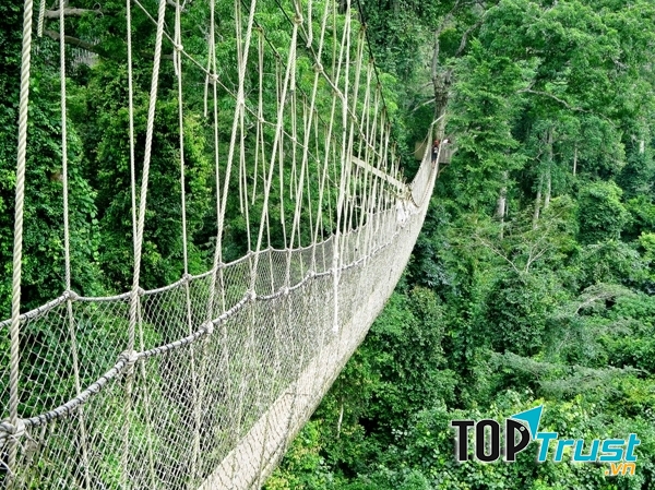 Cầu đi bộ Canopy ở Ghana