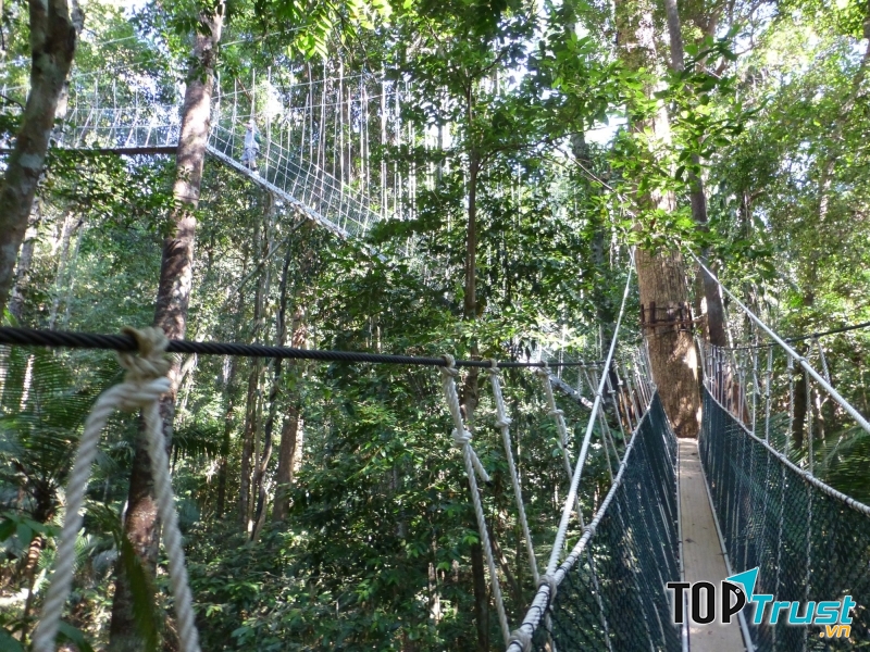 Cầu đi bộ ở Vườn quốc gia Taman Negara của Malaysia
