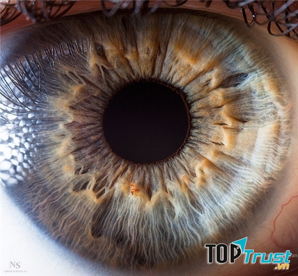 Mống mắt người