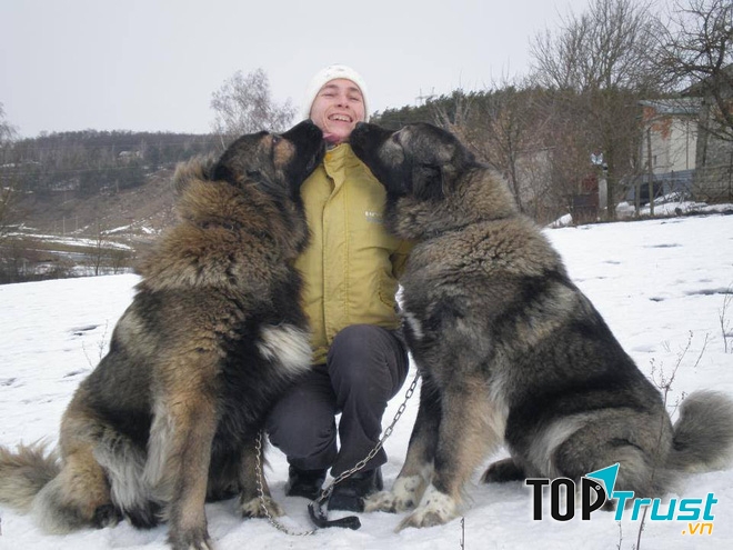 Caucasian Ovchatka là loài chó cực kỳ trung thành