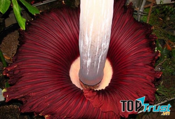 Cây Amorphophallus titanium