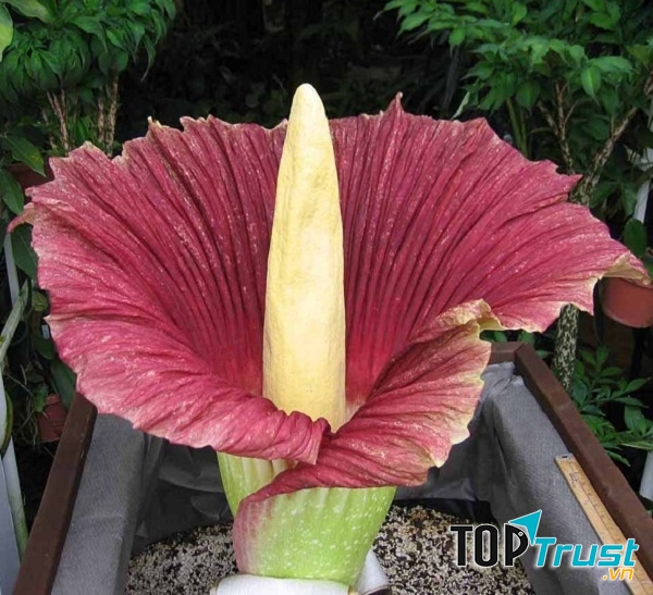 Amorphophallus titanium