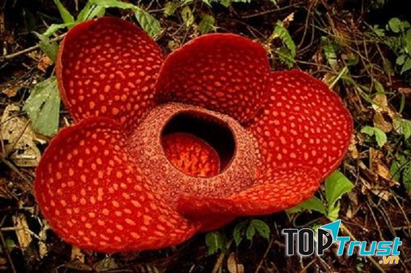 Cây Rafflesia arnoldii