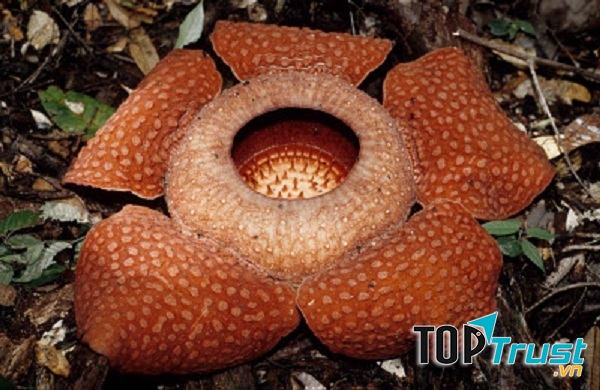 Cây Rafflesia arnoldii