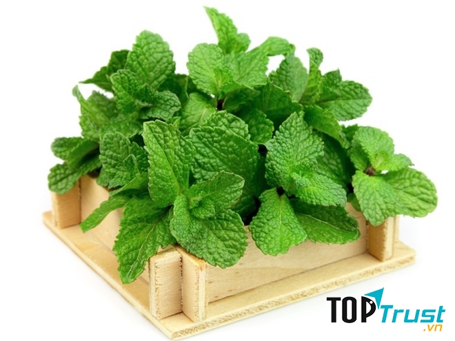 Cây bạc hà được dùng điều trị chứng khó tiêu, cơn đau bụng, chứng ợ nóng và đầy hơi
