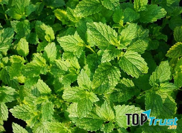 Mùi hương bạc hà giúp đuổi muỗi.