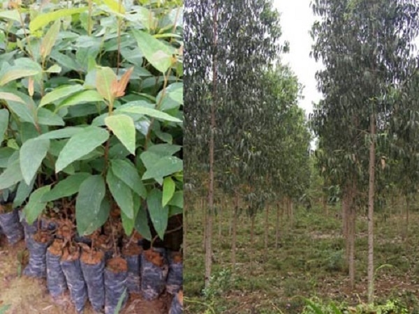 Cây bạch đàn còn non cho đến khi trưởng thành