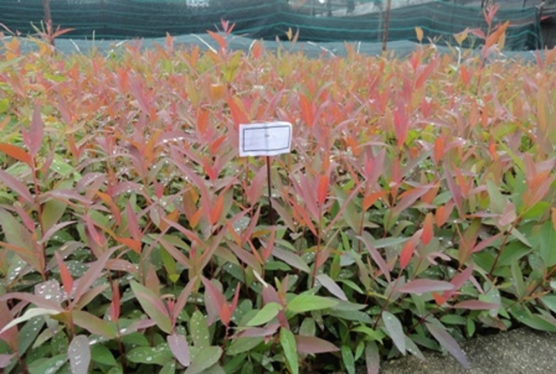 Cây bạch đàn giống