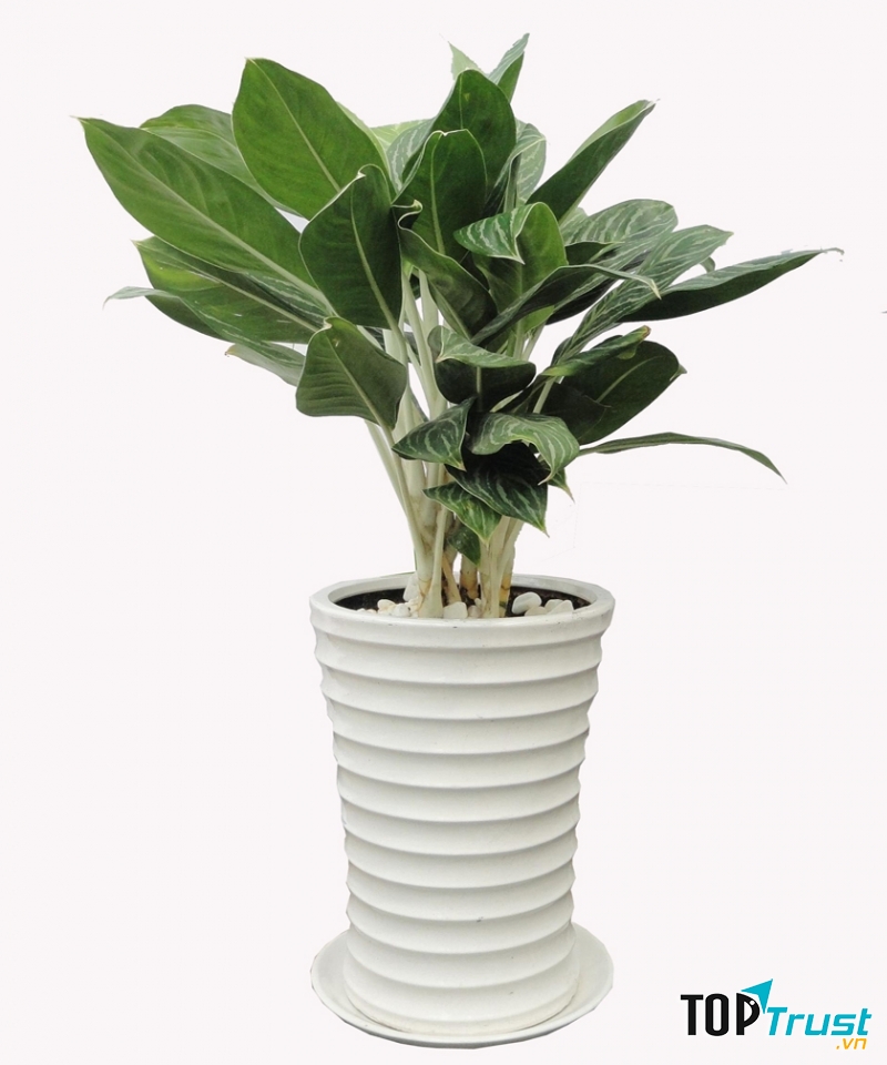 Cây Bạch mã hoàng tử