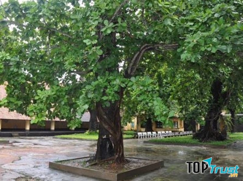 Gốc cây bàng bằng một vòng tay en ôm không xuể.