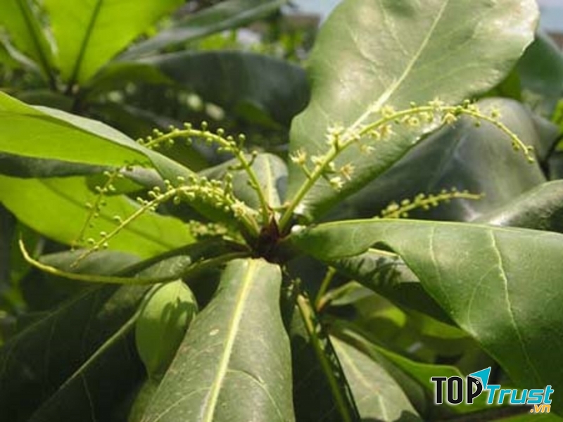 Hoa bàng màu trắng ngà kết thành từng chuỗi.